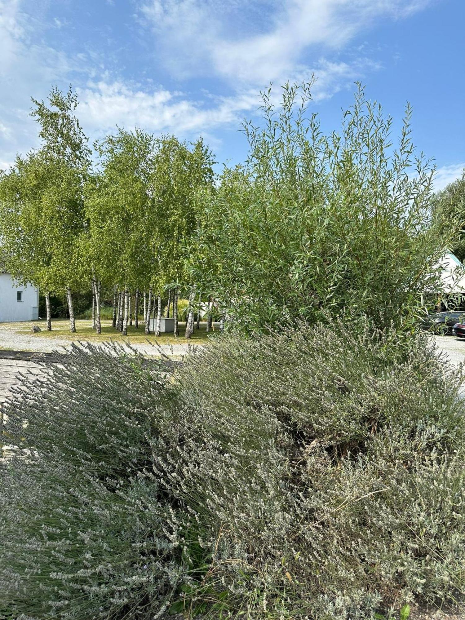 Haus Am See Neusiedl am See Ngoại thất bức ảnh